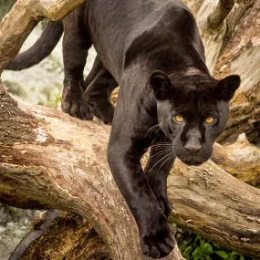 Black jaguar