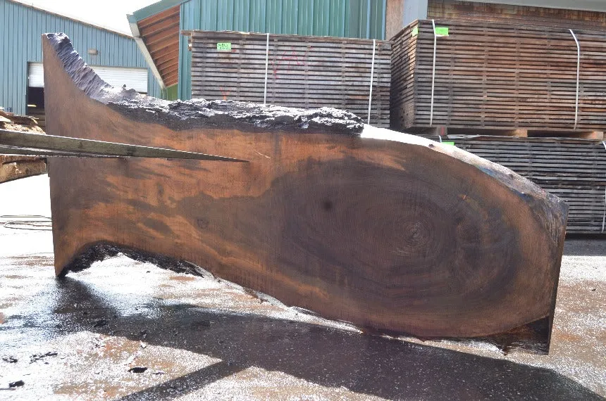 Oregon Black Walnut Slab 051122-02