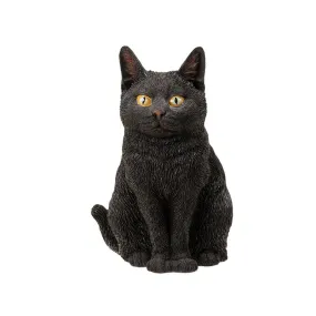 Sitting Black Cat